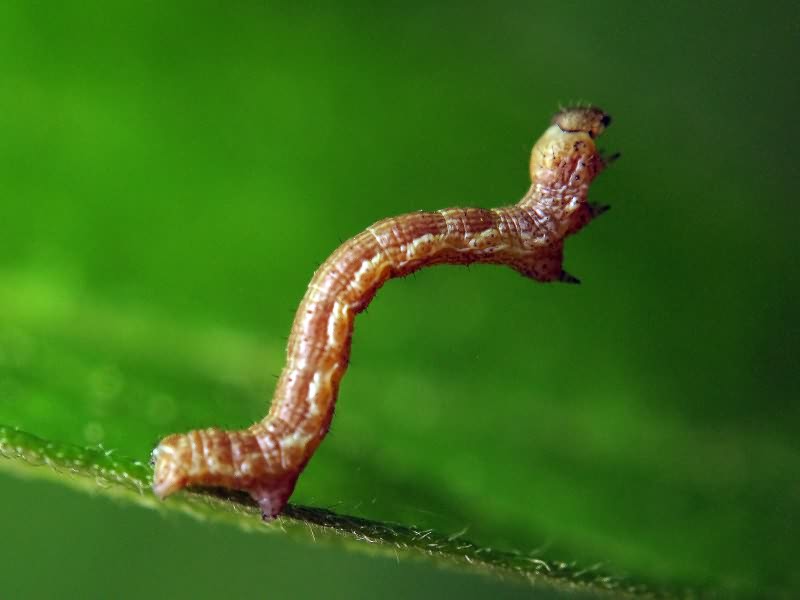 Erannis defoliaria (Clerck, 1759)